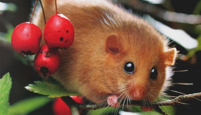 'Glis Glis' è il nome scientifico di un famoso roditore: il ghiro. 'Glis Glis' è il nome scientifico di un famoso roditore: il ghiro.